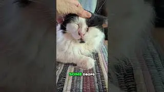 Eliza's Hairy Dilemma: Grooming Tips for Fluffy Cats!