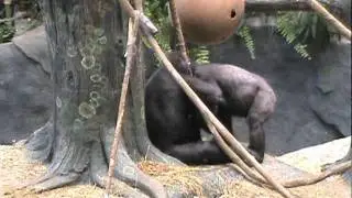 Gorilla fight!