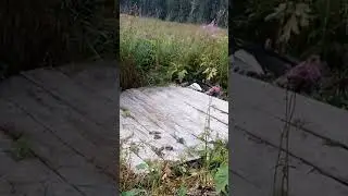 Горностаи на приюте у ручья Рамазин. Кузнецкий Алатау, Поднебесные зубья.