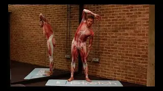 Abdominal External Oblique, ABDOMEN Stretch for Beginners standing – iStretch