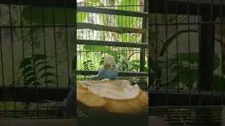 Can Budgies eat coconut meat?