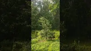 Дождь и солнце.
