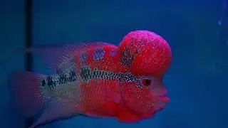 world of the wild. the amazon rainforest free documentary nat fisher motion bd20.