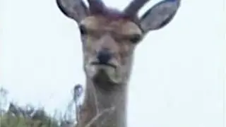 Hello World