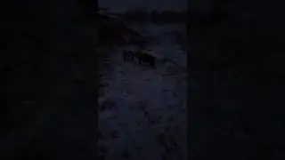 вечерние беглецы 