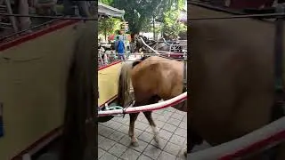 Coba Kuda Delman dikasih Telolet
