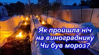 Як пройшла ніч на винограднику. Чи був мороз?
