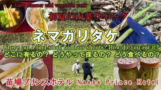 【ネマガリタケ、山筍】どこに有るの？どうやって採るの？日本　新潟