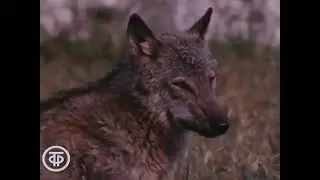 ЛОБО по С. Томпсону. режиссер Игорь Негреску
