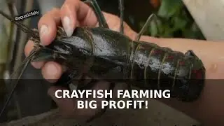 Earn From Home with Crayfish Farming (Beginner Friendly!)