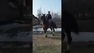 ноокат жылкысы