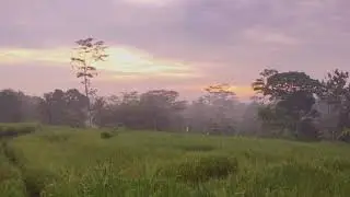 Suling sunda suasana di pagi hari hamparan sawah yang indah