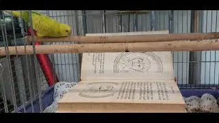 Bird reads story book