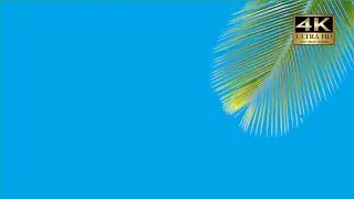 palm tree leaf green screen video