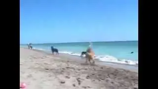 Going to the dog beach