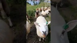Goat sound 