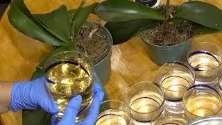 Удобрение для Орхидей. Наращиваем листья и корни!