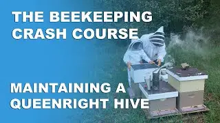 Maintaining A Queenright Hive - Beekeeping Basics Part 6 - Beekeeping Crash Course