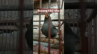 Burung Poksay Mandarin