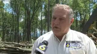 Amish man killed in logging accident
