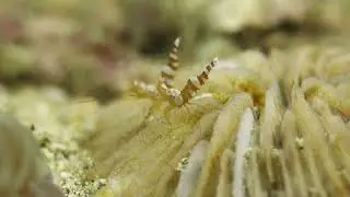 Thor amboinensis shrimp