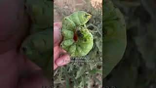 Бражник вьюнковый — помощник агронома против вьюнка #сельскоехозяйство #агроном #фермер #вьюнок