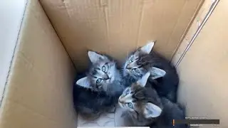 🔴 Зарабатываю на помойках в прямом эфире #1 Нашёл котят, Еду и много брендовых вещей.