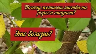 Почему желтеет листва на розах и опадает? Это болезнь?