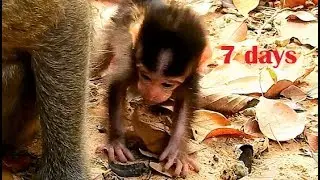 Congrats!Newborn baby Gino could walk shaking in Day7,Gino cry angry mom catch back in chest no walk