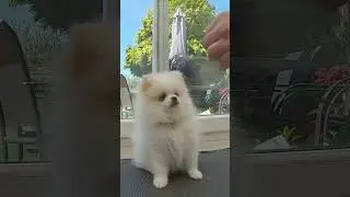 Ring A Bell  - A Cute Puppy Trick