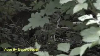 Burnaby Coyote Pup Growing Fast