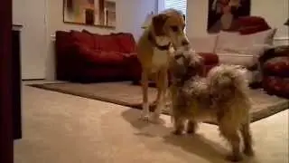 Max & Barkley Playing