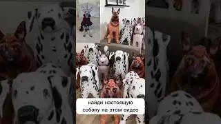 где настоящая собака?