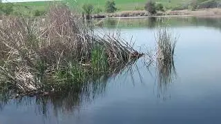 Лес,поляна,бугор,яма.