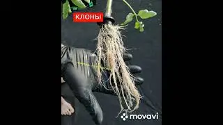 Корень и его строение.Биоголия 6класс.Гидропоника аутдор