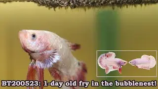 BT200523: 1-day old 'pink' fry in the bubblenest!