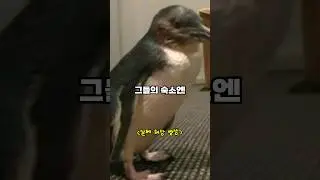 자고 일어났는데 거실에 펭귄이 있는 이유