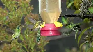 New Discovery: Hummingbirds Can Smell