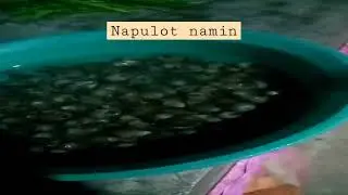 lagyan nang santol