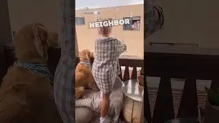 Golden retreiver retreives boyfriend for lonely owner 🤣❤️ #shorts