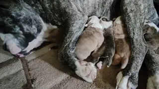 BULLDOG TEKİLA BİR KEZ DAHA ANNE OLDU.#köpekçiftliği #köyhayatı #yavruköpekler #oldenglishbulldog