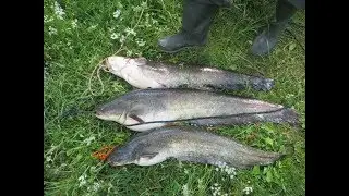 Ловля сома на квок на водохранилище