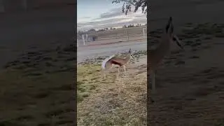 ooo dear #fyp #shorts #funny #mjzo #animals #wildlife