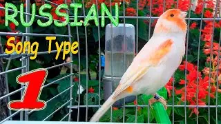 Singing Canary For Training, Canaries Song, canary Training, canaries, canary sings Birds