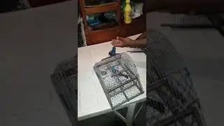 Reina criada de nido peleando