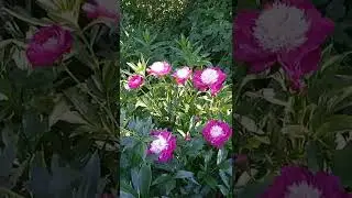 сады ИМПЕРАТОРА, часть 16 #садиогород  #пионы  #букеты  #герань  #цветынадаче  #пеларгония
