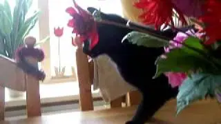 Our cat Max