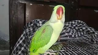 Cute parrot talking | bolnay vala tota #alexander #birds #whistling #मैं #loro #perroquet #ببغاء