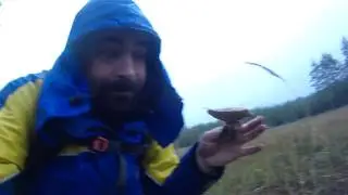 Грибалка 28.10.2017 Поход выходного дня за придорожными маслятами.
