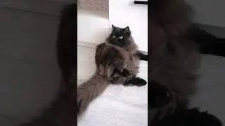 Это генетика 😺 
